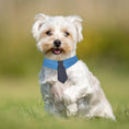 Load image into Gallery viewer, Durable Pet Collar Adjustable Denim Pet Collar With Star Pattern Dog Necktie For Holiday Weddings Formal Events For Dogs